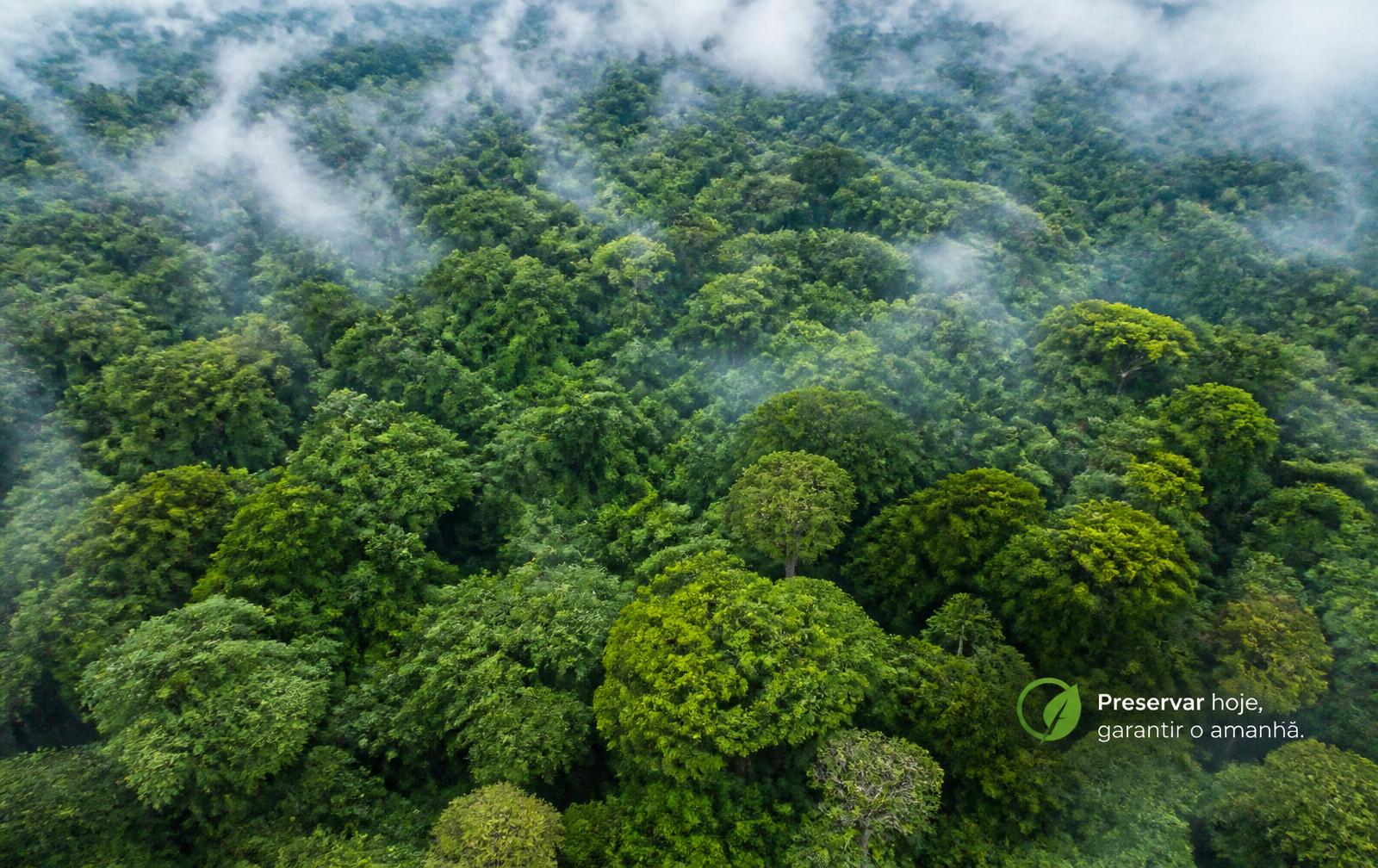 Mata Atlântica capixaba
